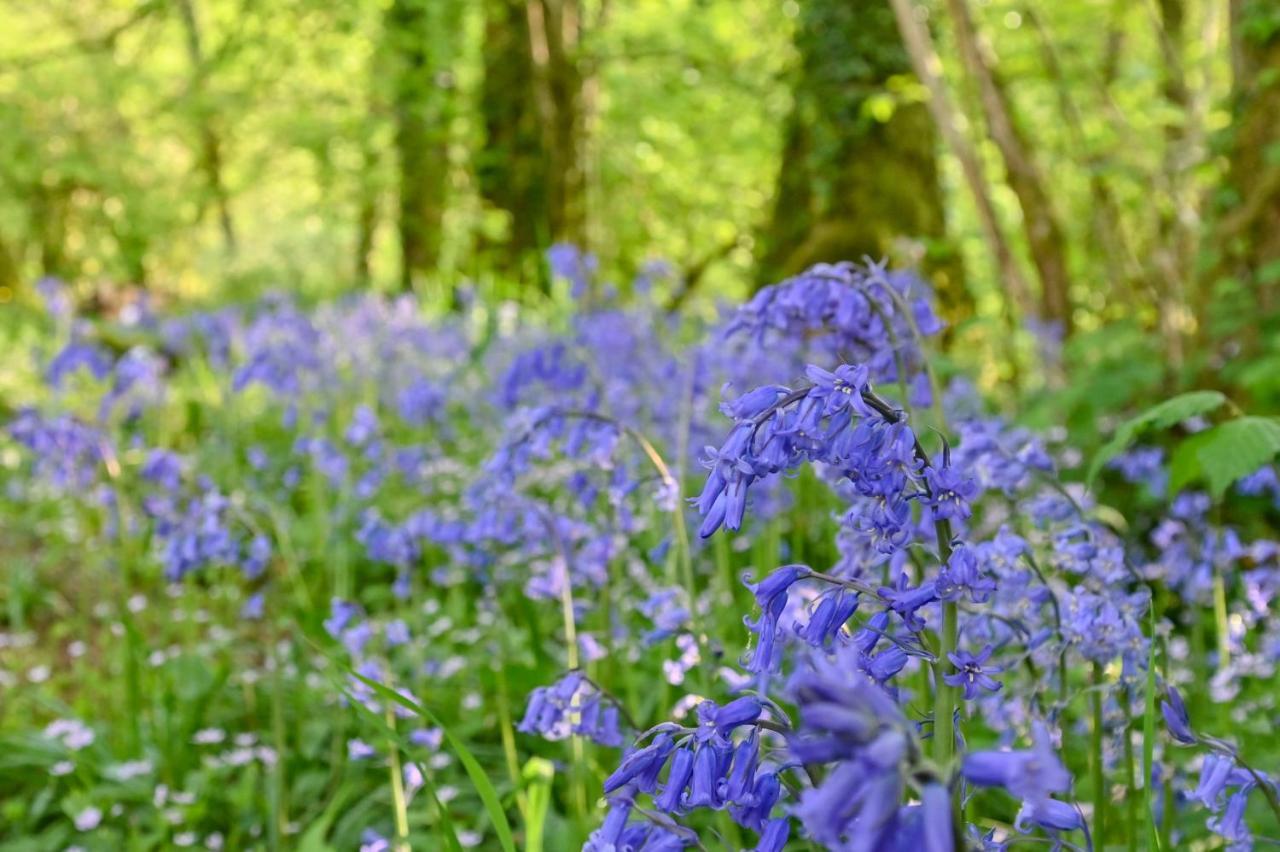 Wray Valley Moretonhampstead Eksteriør bilde