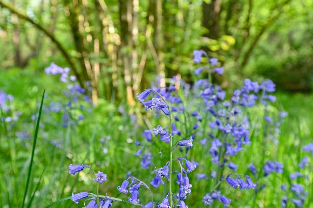 Wray Valley Moretonhampstead Eksteriør bilde